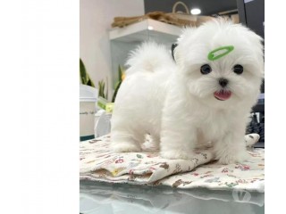 Cutest Adorable Teacup Maltese Puppies