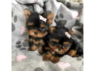 Loving Tea Cup Yorkie Puppies