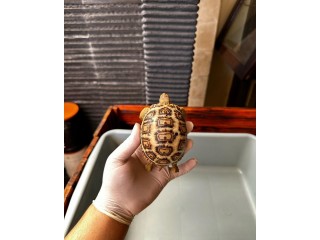 Tortoise