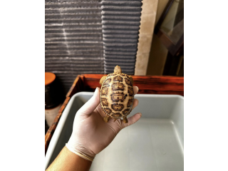 Tortoise